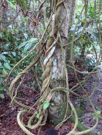 Arvore Ayahuasca